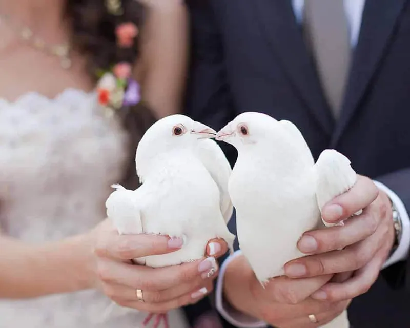 Cairns Wedding Dove Release